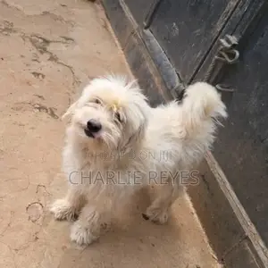 Photo - 6-12 months Male Purebred Maltese