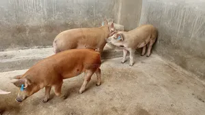 Photo - Duroc Breed