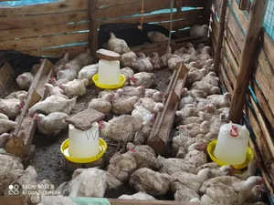 Photo - Broiler Chicken