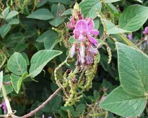 Photo - Desmodium Plant 3kgs Per Acre Spacing 2ft by 2ft