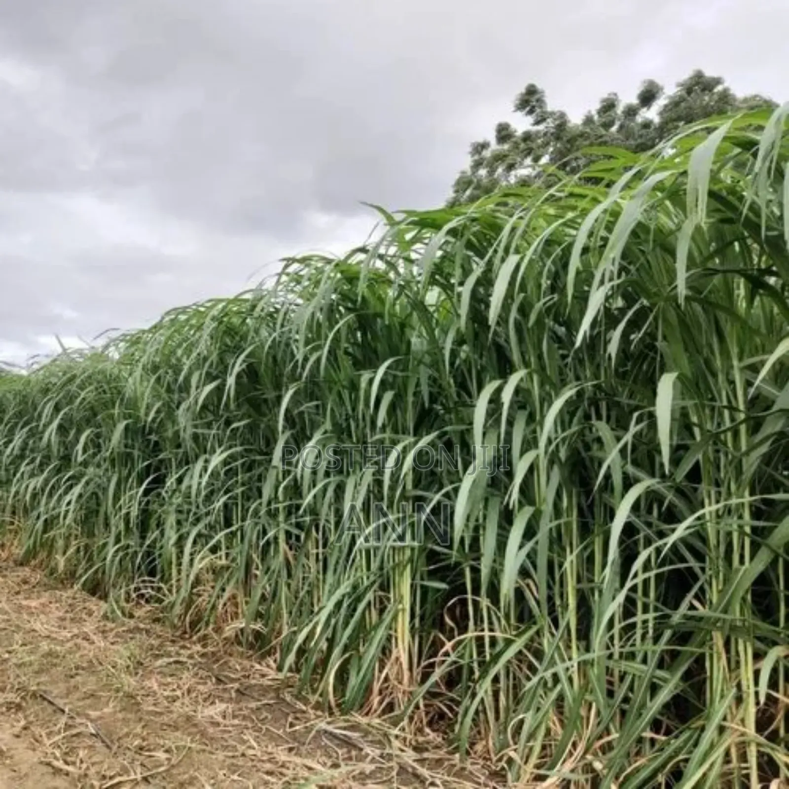 Supa Napier/Pakchong Plant 10bags Per Acre