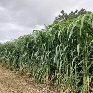 Photo - Supa Napier Plant 10 Bags Per Acre