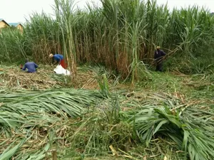 Supa Napier/Pakchong Plant 10bags Per Acre