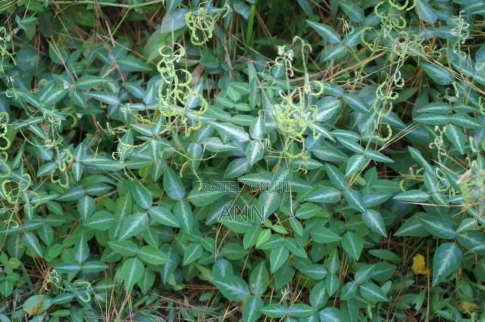 Lucerne Plant 3kgs in an Acre Spacing 2ft by 2ft