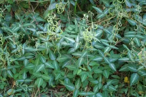 Photo - Lucerne Plant 3kgs in an Acre Spacing 2ft by 2ft
