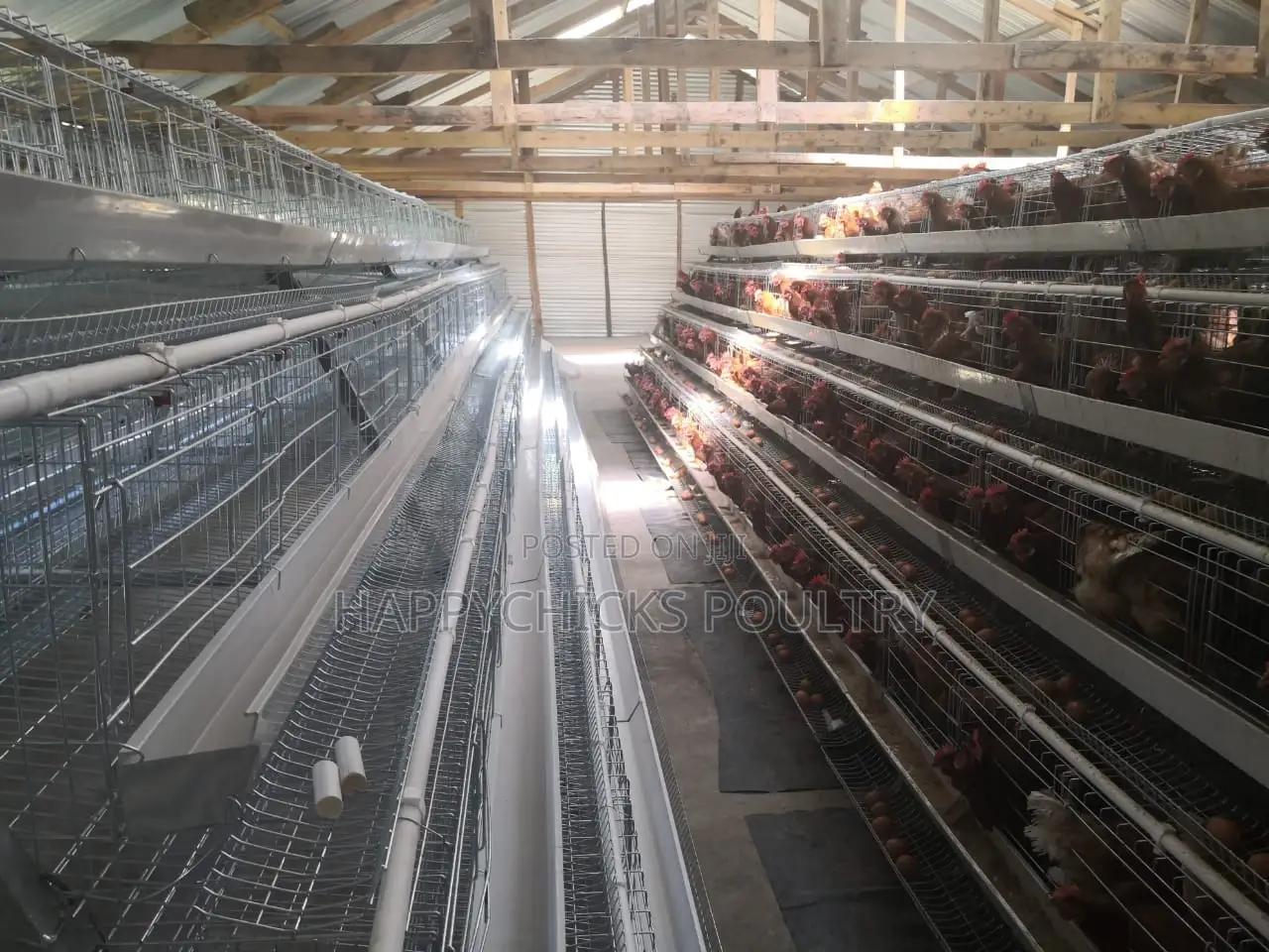Layer Cages