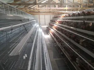 Layer Cages