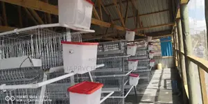 Layer Cages
