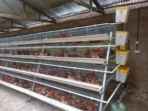 Layer Cages