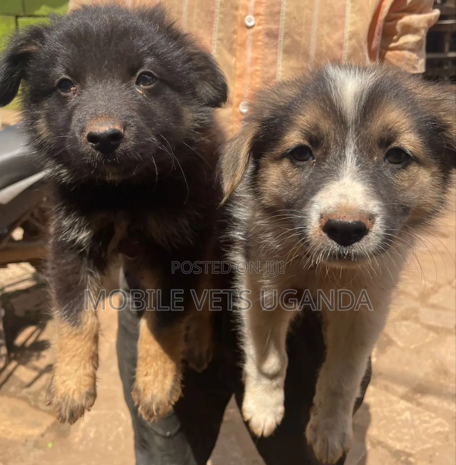 1-3 months Male Purebred German Shepherd