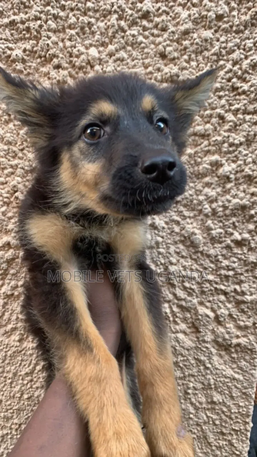 1-3 months Male Purebred German Shepherd