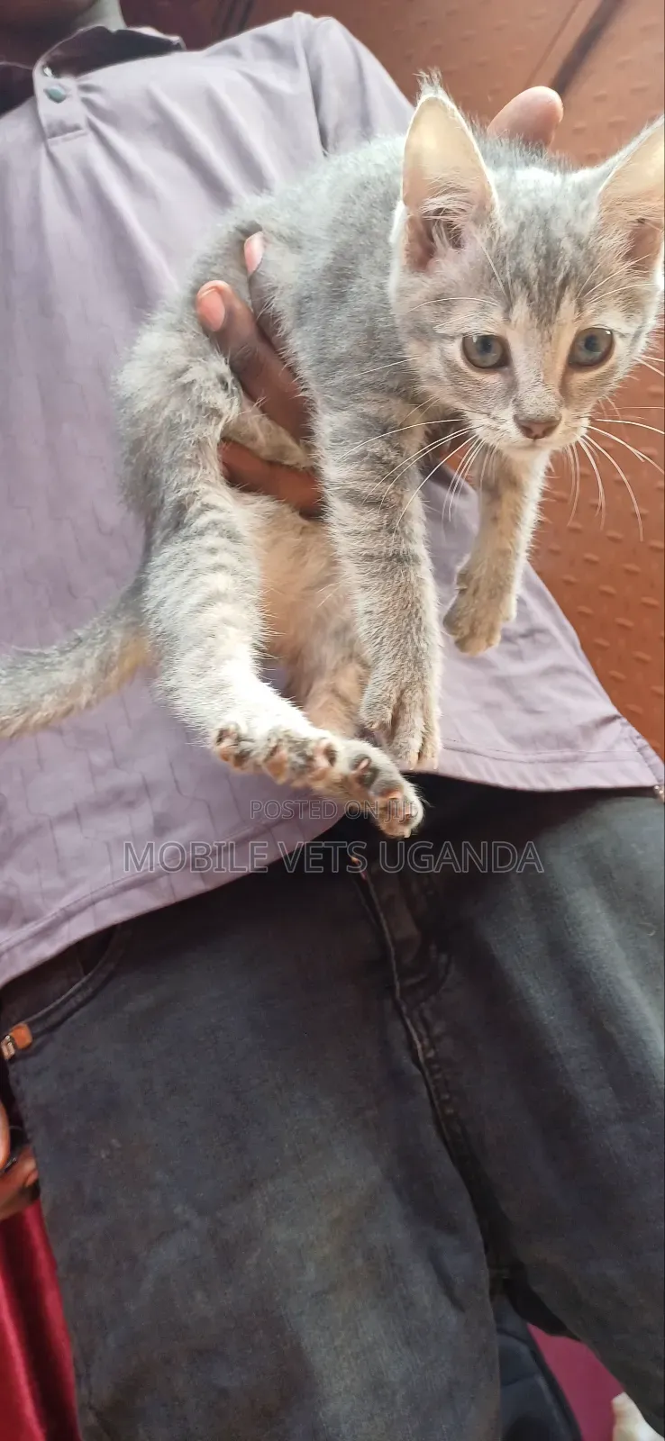 1-3 months Female Purebred Sphynx