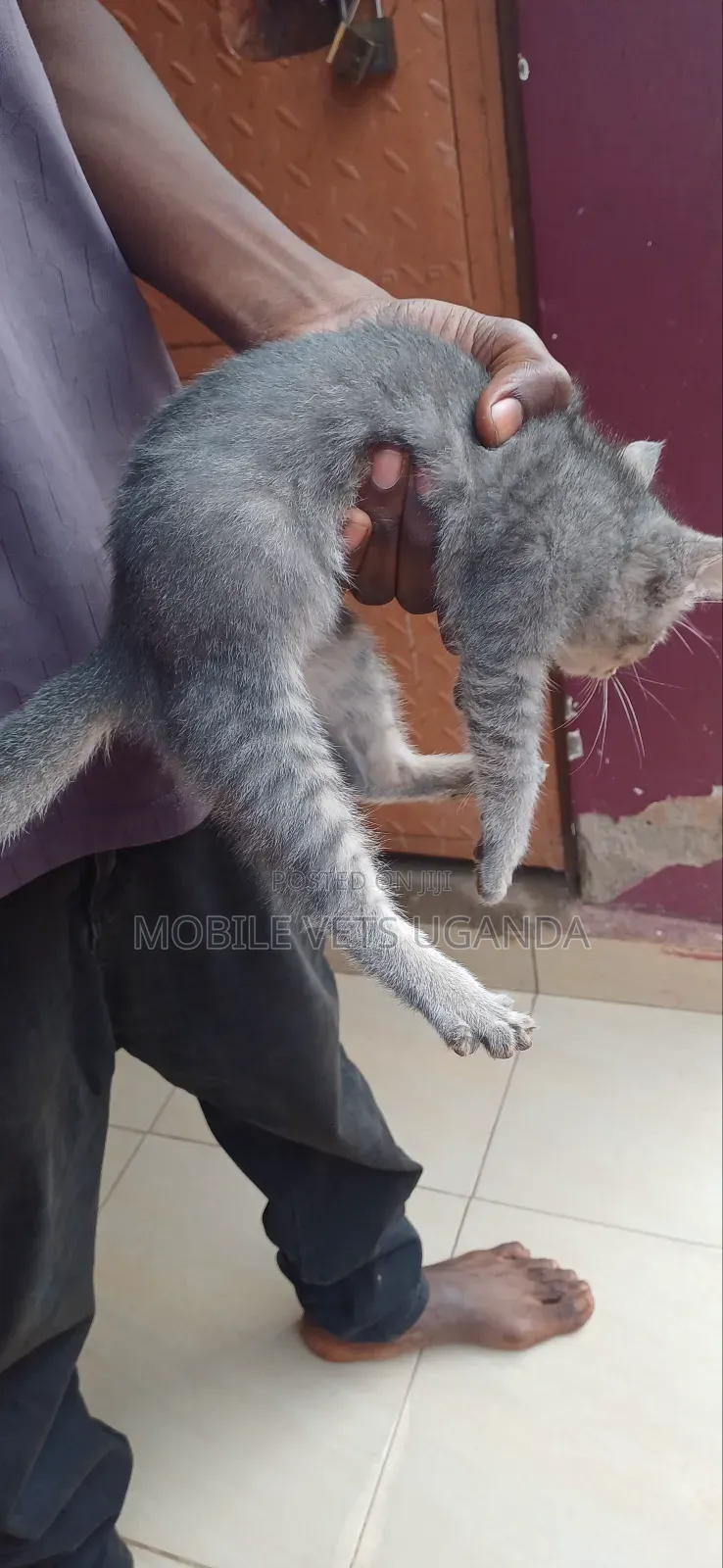 0-1 month Female Purebred Korat
