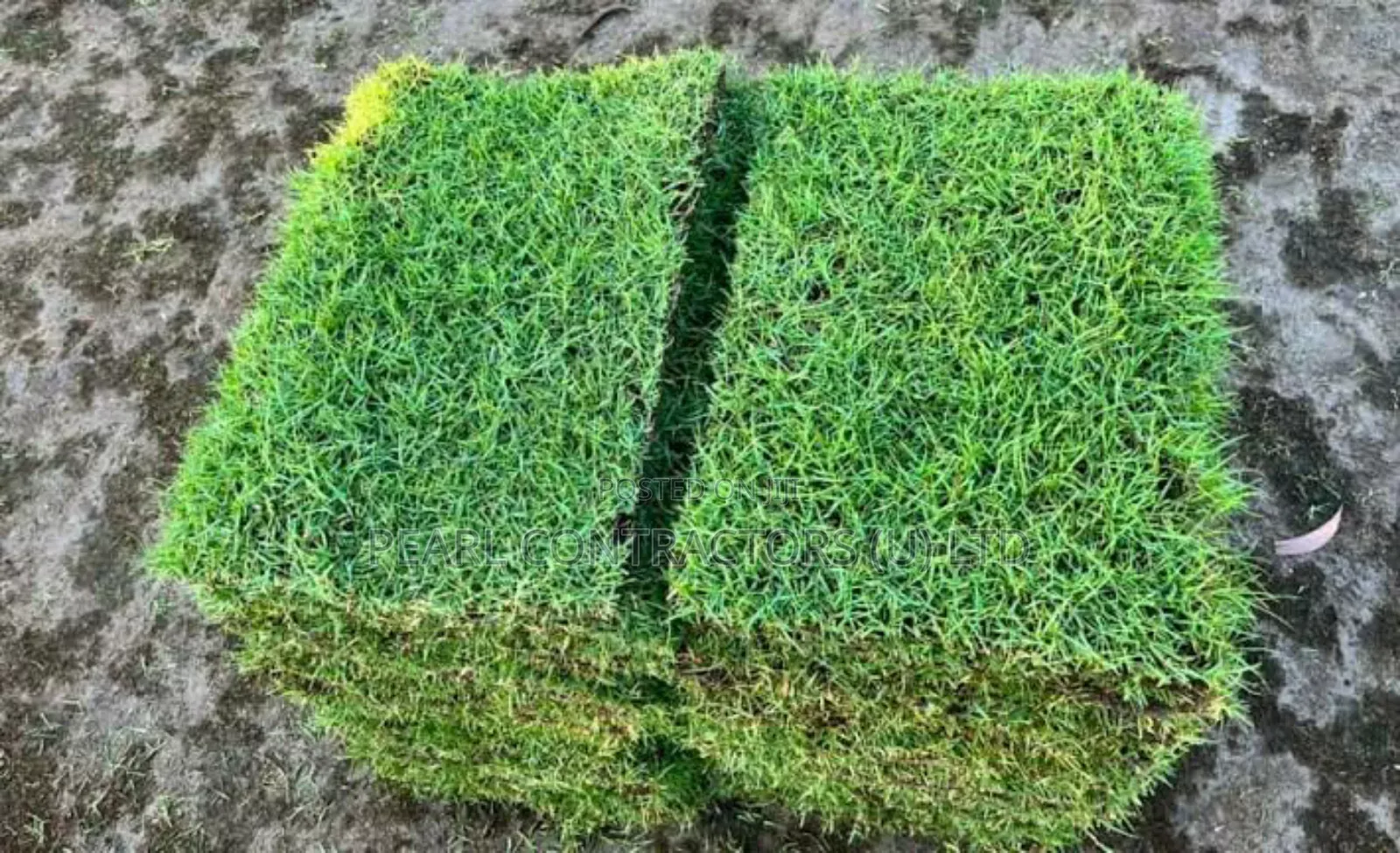 Paspalum and All Other Kinds of Grass.