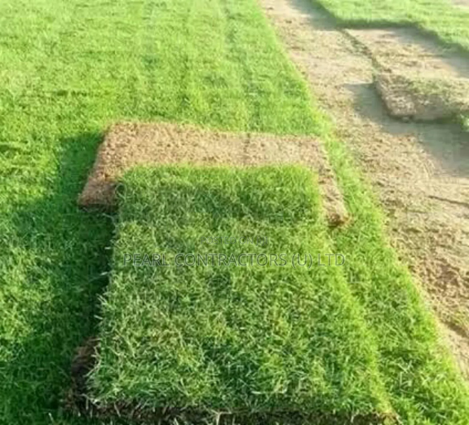 Paspalum and All Other Kinds of Grass.