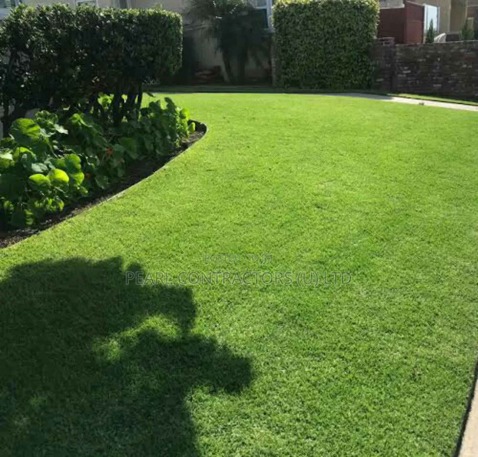 Paspalum and All Other Kinds of Grass.