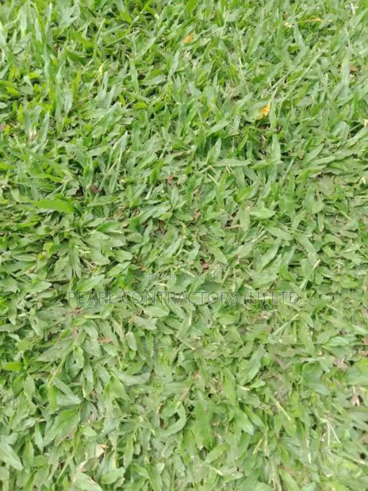 Paspalum and All Other Kinds of Grass.