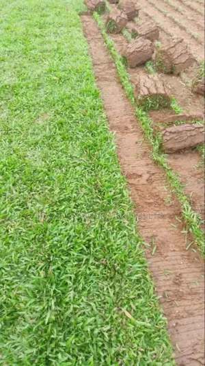Paspalum and All Other Kinds of Grass.