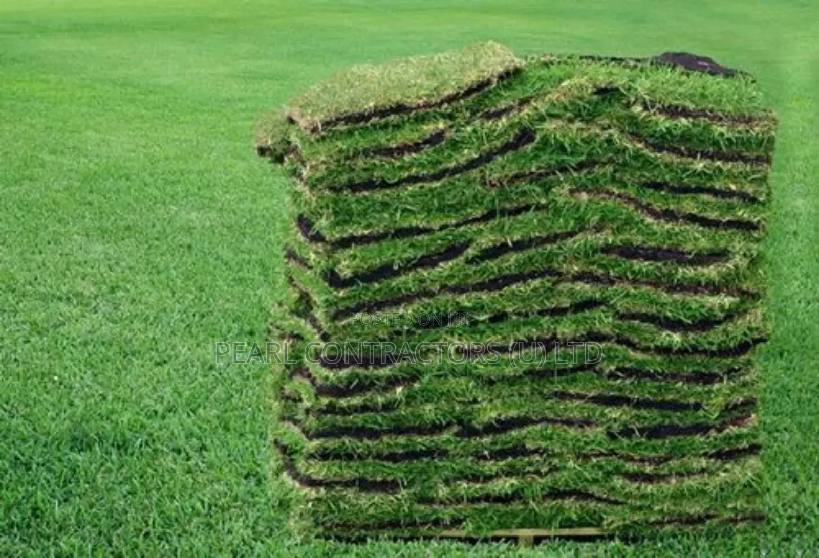 Paspalum and All Other Kinds of Grass.