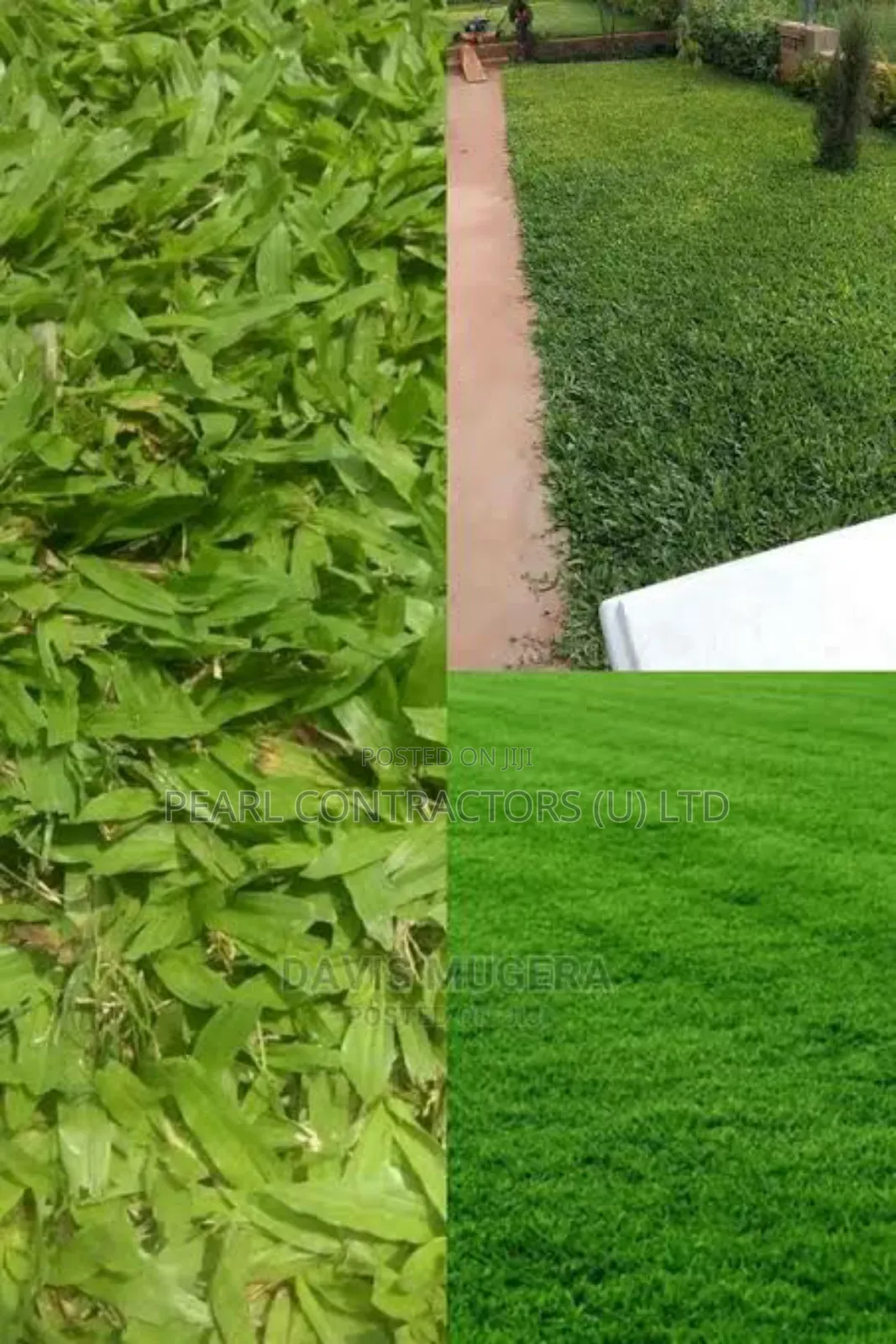 Paspalum and All Other Kinds of Grass.