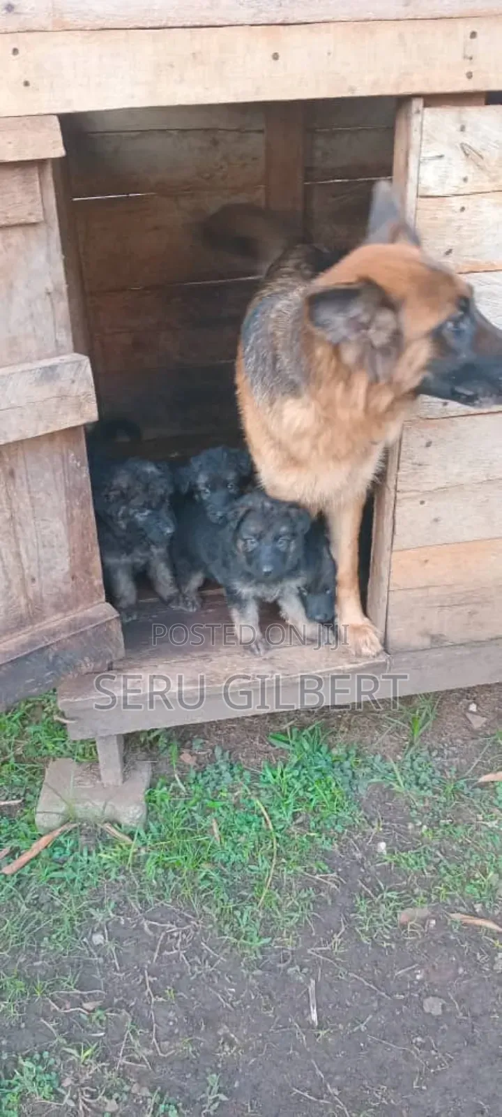 1-3 months Male Purebred German Shepherd