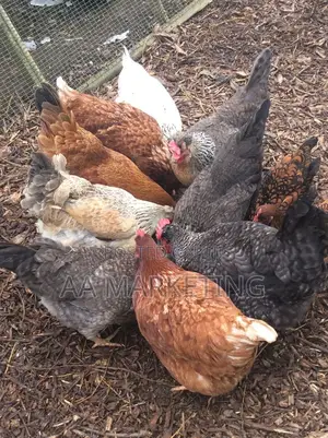 Photo - Local Chickens