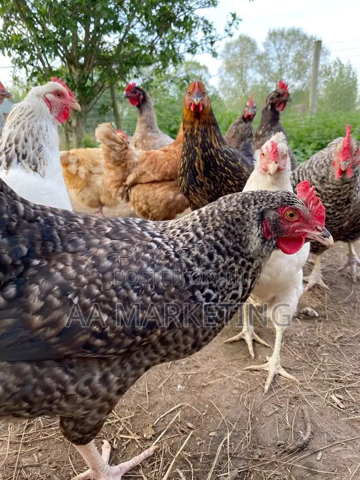 Local Chickens