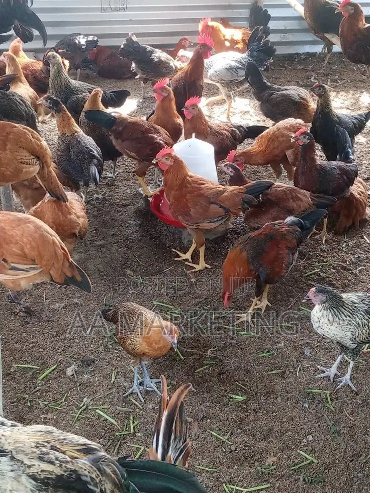 Local Chickens
