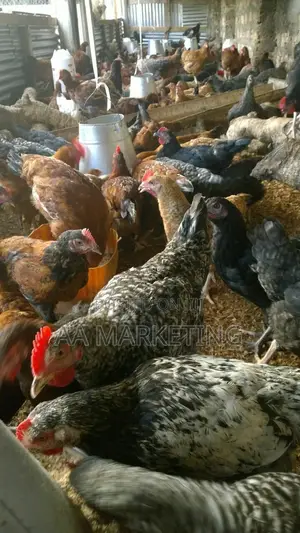 Local Chickens