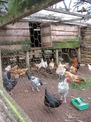 Local Chickens