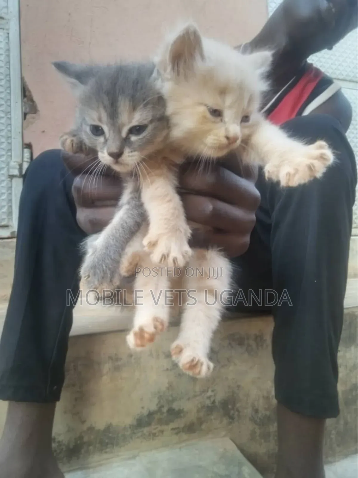 0-1 month Male Purebred American Bobtail