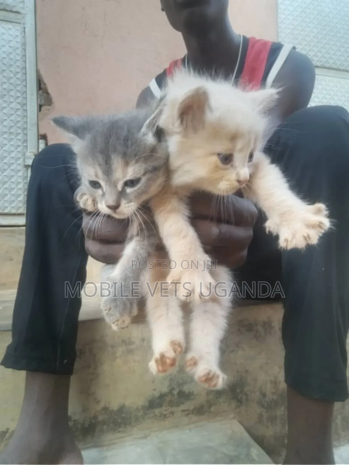 1-3 months Female Purebred Maine Coon