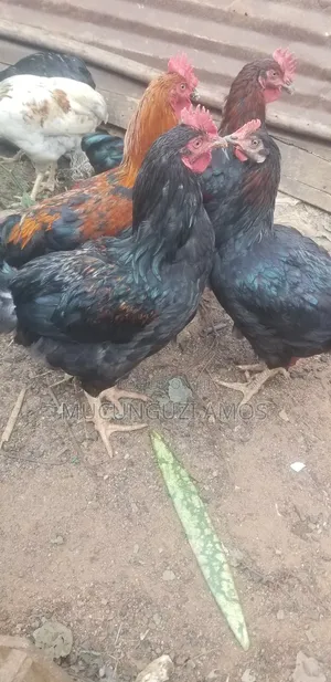 Photo - Local Chicken