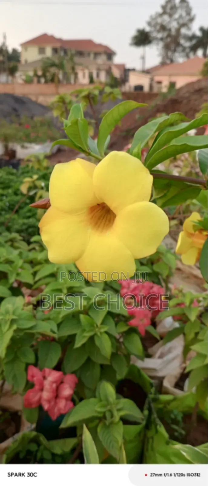 Alamanda Yellow Flowers, Sunshine in Bloom