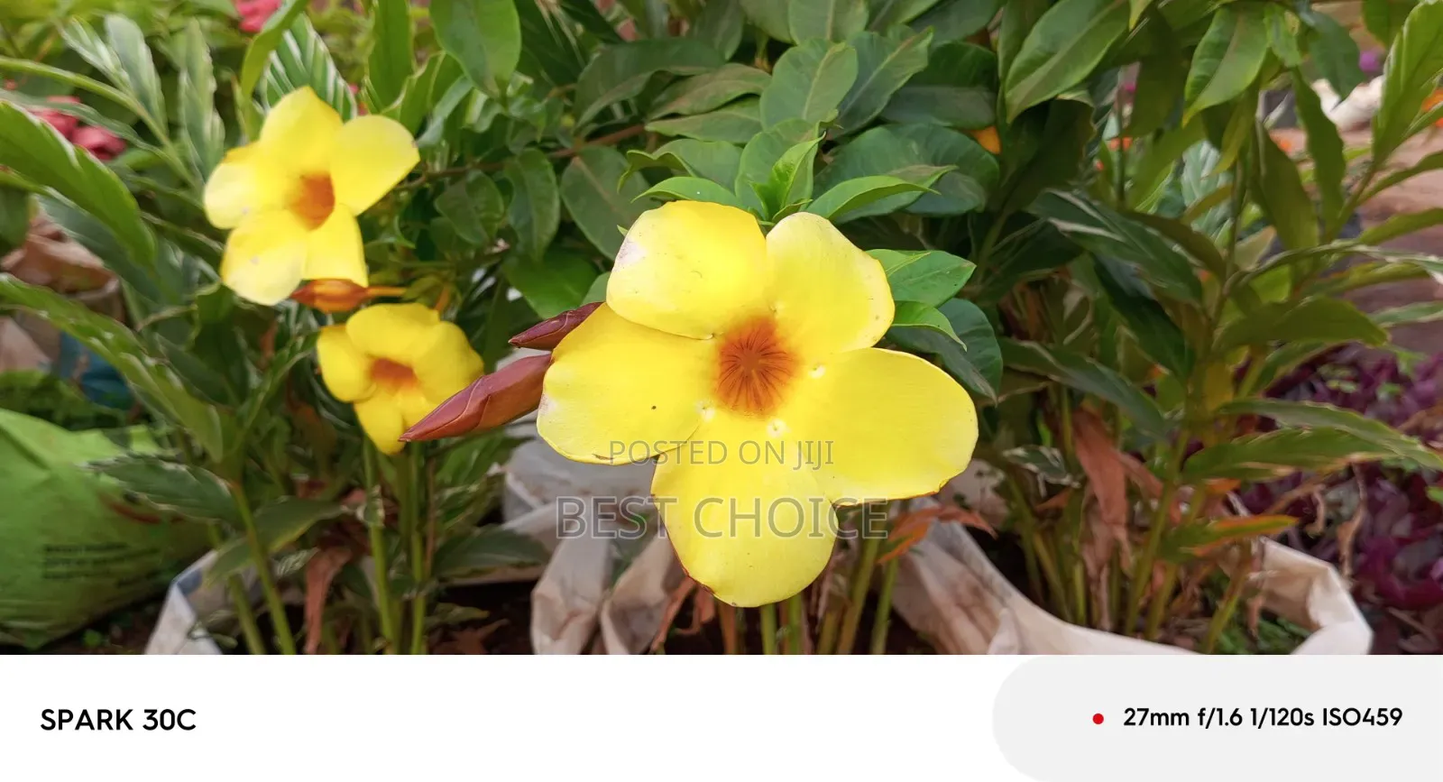 Alamanda Yellow Flowers, Sunshine in Bloom