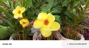 Alamanda Yellow Flowers, Sunshine in Bloom