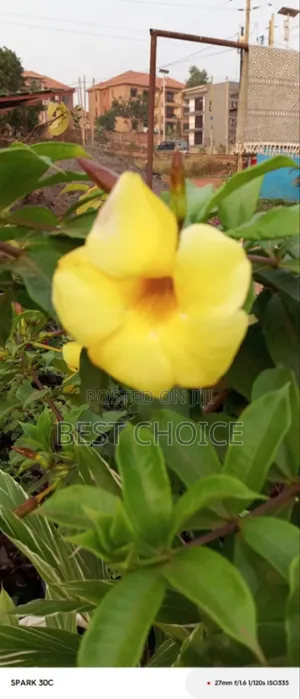 Alamanda Yellow Flowers, Sunshine in Bloom