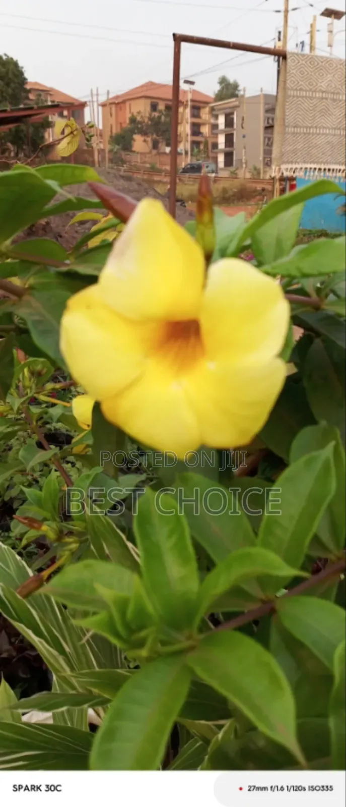 Alamanda Yellow Flowers, Sunshine in Bloom