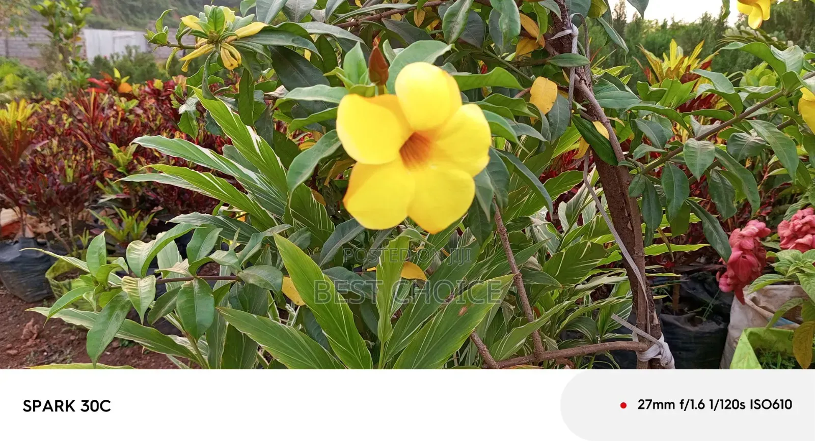 Alamanda Yellow Flowers, Sunshine in Bloom