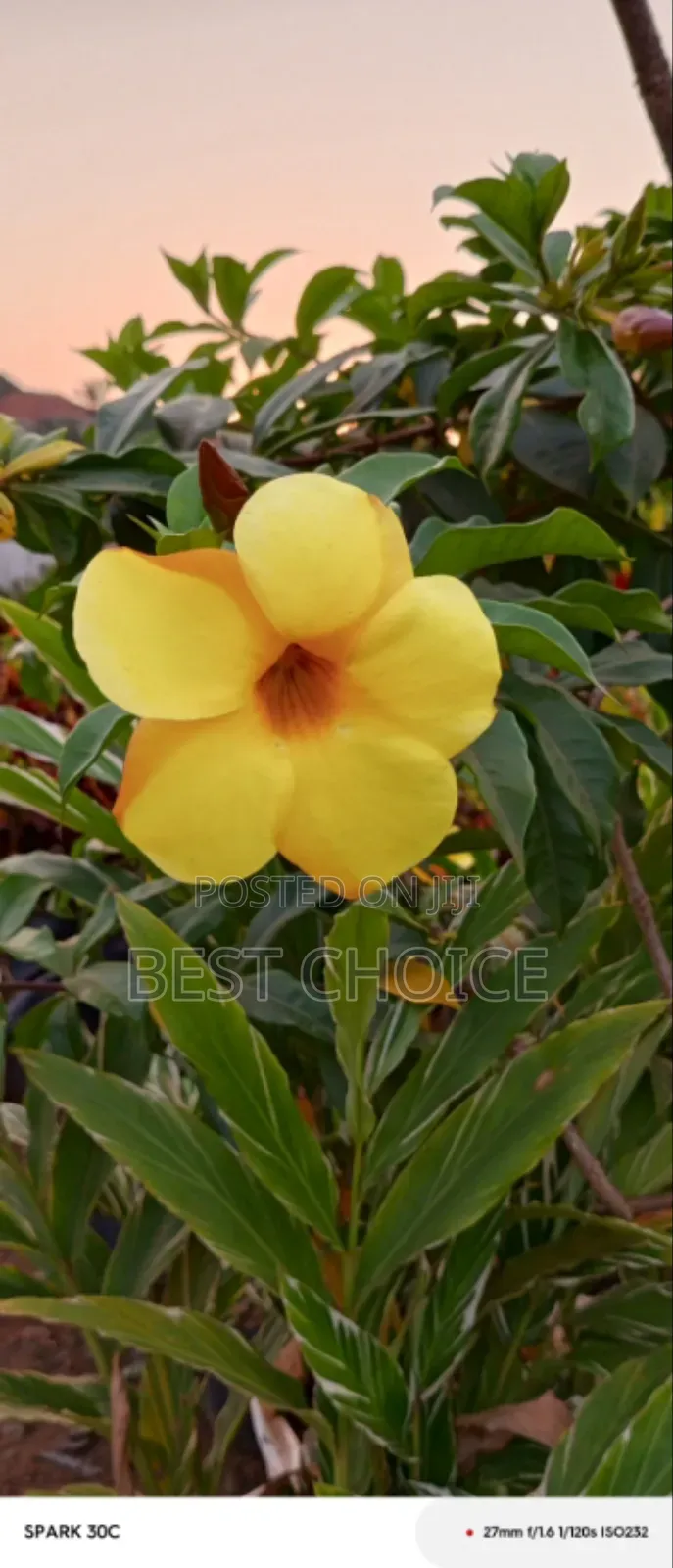 Alamanda Yellow Flowers, Sunshine in Bloom