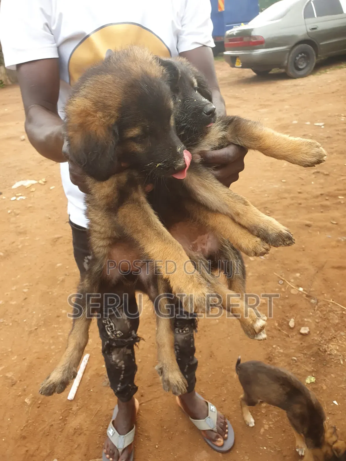 1-3 months Male Purebred German Shepherd