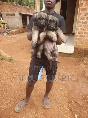 1-3 months Male Purebred German Shepherd
