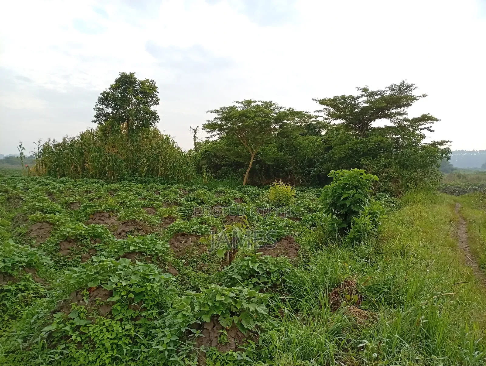 Land for Leasing