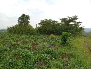 Land for Leasing