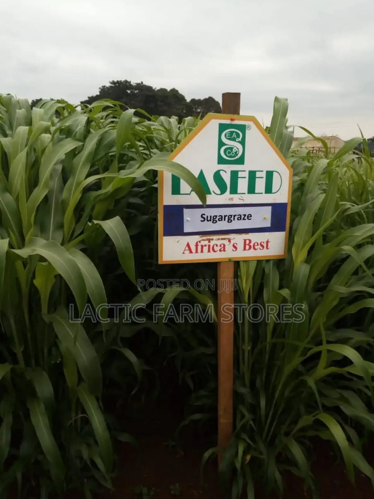 Sugar-Graze Forage Sorghum Hybrid Seeds (1kg)