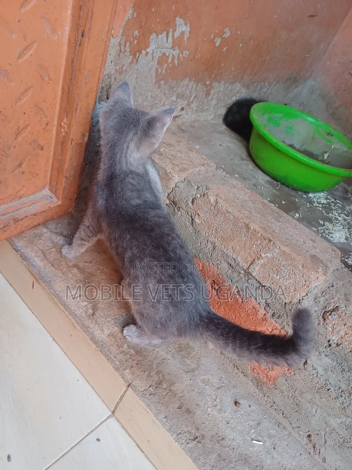 0-1 month Female Purebred Maine Coon