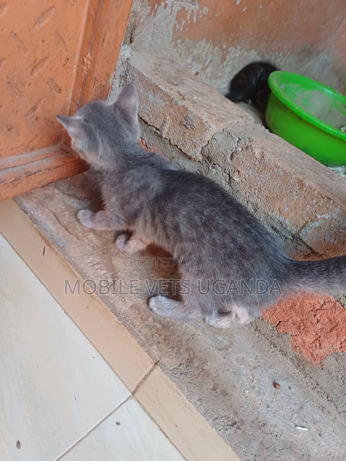 3-6 months Male Purebred American Curl