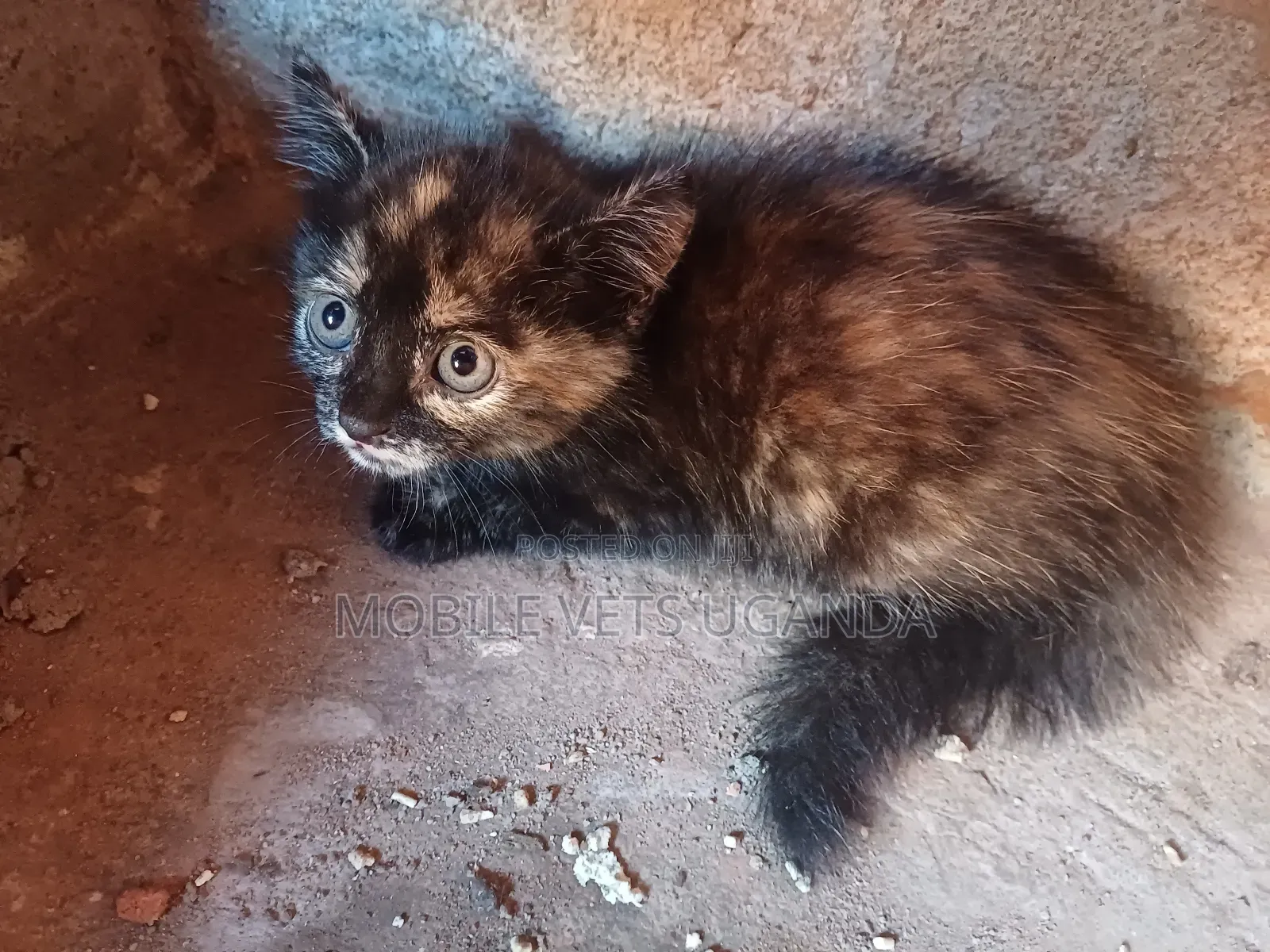 1-3 months Male Purebred Manx