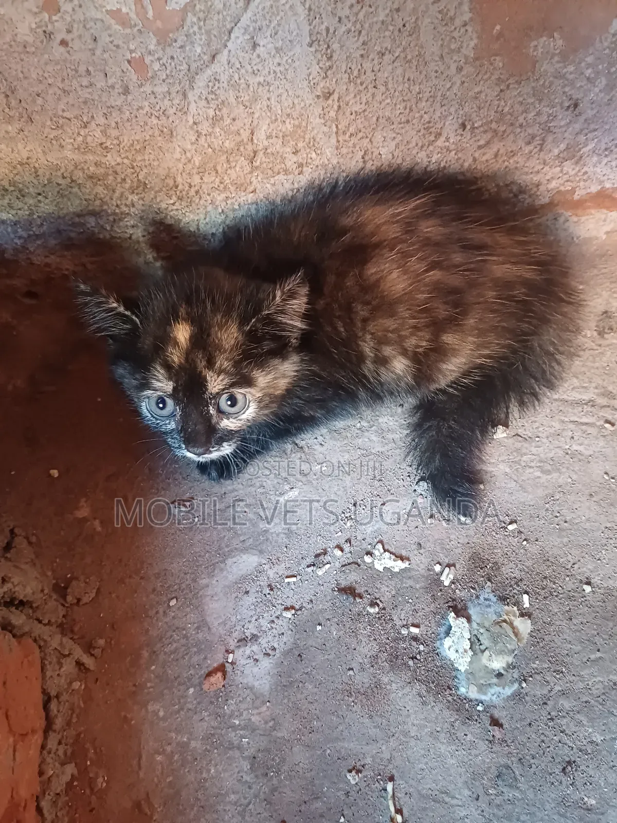 1-3 months Male Purebred Balinese