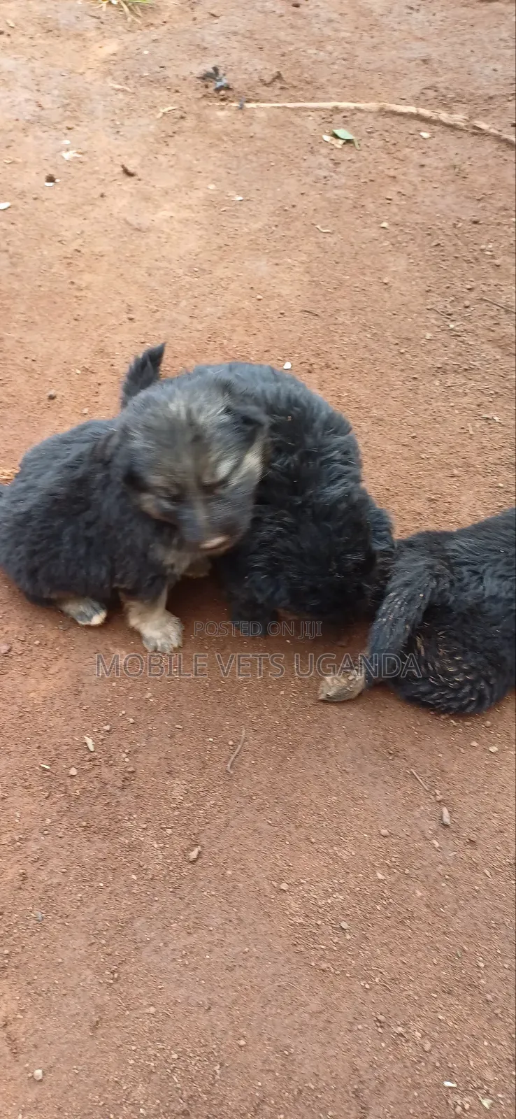 0-1 month Male Purebred German Shepherd